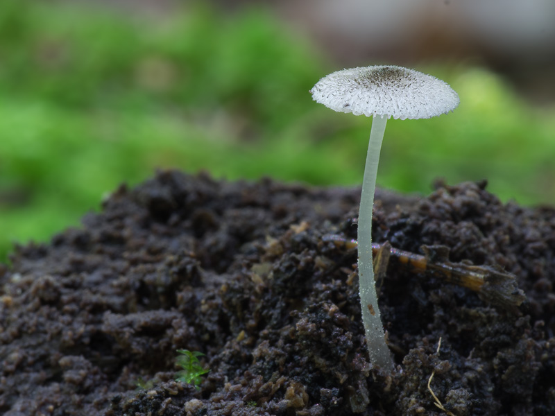 Pluteus exiguus